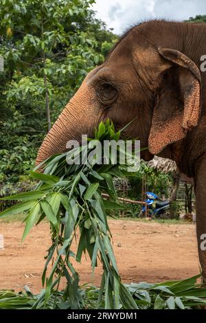 Chiang Mai, Thaïlande. 30 août 2023. Un éléphant est vu manger un bouquet de feuilles de maïs au Elephant nature Park, un sanctuaire de sauvetage et de réhabilitation pour les animaux maltraités et exploités, à Chiang Mai, en Thaïlande. Sangduen ''Lek'' Chailert, connu sous le nom de 'Whisperer éléphant' de Thaïlande, est né dans les montagnes du Nord de la Thaïlande et a grandi avec son grand-père chaman, un guérisseur traditionnel qui a aidé les malades et blessés au sein de sa communauté et les animaux. Là, elle a été témoin de l'horrible abus des éléphants qui ont été forcés de transporter des bûches dans la jungle. Elle a formé Save Ele Banque D'Images