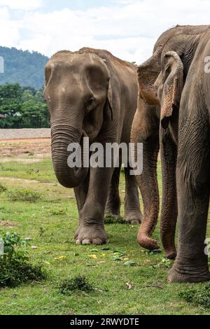 Chiang Mai, Thaïlande. 31 août 2023. Une femelle thaïlandaise est vue marchant à travers un groupe d'éléphants, au parc naturel des éléphants, un sanctuaire de sauvetage et de réhabilitation pour les animaux maltraités et exploités, à Chiang Mai, en Thaïlande. Sangduen ''Lek'' Chailert, connu sous le nom de 'Whisperer éléphant' de Thaïlande, est né dans les montagnes du Nord de la Thaïlande et a grandi avec son grand-père chaman, un guérisseur traditionnel qui a aidé les malades et blessés au sein de sa communauté et les animaux. Là, elle a été témoin de l'horrible abus des éléphants qui ont été forcés de transporter des bûches dans la jungle. Banque D'Images