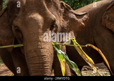 Chiang Mai, Thaïlande. 31 août 2023. Un éléphant est vu avec une feuille de maïs dans la bouche, au Elephant nature Park, un sanctuaire de sauvetage et de réhabilitation pour les animaux maltraités et exploités, à Chiang Mai, en Thaïlande. Sangduen ''Lek'' Chailert, connu sous le nom de 'Whisperer éléphant' de Thaïlande, est né dans les montagnes du Nord de la Thaïlande et a grandi avec son grand-père chaman, un guérisseur traditionnel qui a aidé les malades et blessés au sein de sa communauté et les animaux. Là, elle a été témoin de l'horrible abus des éléphants qui ont été forcés de transporter des bûches dans la jungle. Elle a formé Save E. Banque D'Images