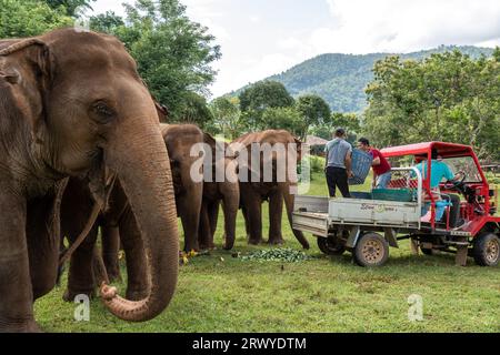 Chiang Mai, Thaïlande. 31 août 2023. Des volontaires livrent des légumes pour le petit déjeuner des éléphants, au Elephant nature Park, un sanctuaire de sauvetage et de réhabilitation pour les animaux maltraités et exploités, à Chiang Mai, en Thaïlande. Sangduen ''Lek'' Chailert, connu sous le nom de 'Whisperer éléphant' de Thaïlande, est né dans les montagnes du Nord de la Thaïlande et a grandi avec son grand-père chaman, un guérisseur traditionnel qui a aidé les malades et blessés au sein de sa communauté et les animaux. Là, elle a été témoin de l'horrible abus des éléphants qui ont été forcés de transporter des bûches dans la jungle Banque D'Images