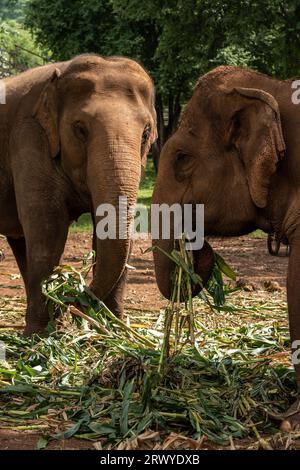 Chiang Mai, Thaïlande. 31 août 2023. Des éléphants thaïlandais mangent des feuilles de maïs tôt le matin, au Elephant nature Park, un sanctuaire de sauvetage et de réhabilitation pour les animaux maltraités et exploités, à Chiang Mai, en Thaïlande. Sangduen ''Lek'' Chailert, connu sous le nom de 'Whisperer éléphant' de Thaïlande, est né dans les montagnes du Nord de la Thaïlande et a grandi avec son grand-père chaman, un guérisseur traditionnel qui a aidé les malades et blessés au sein de sa communauté et les animaux. Là, elle a été témoin de l'horrible abus des éléphants qui ont été forcés de transporter des bûches dans la jungle. Elle Banque D'Images