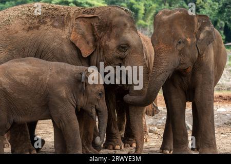 Chiang Mai, Thaïlande. 31 août 2023. Des éléphants femelles asiatiques sont vus avec un bébé, au parc naturel des éléphants, un sanctuaire de sauvetage et de réhabilitation pour les animaux maltraités et exploités, à Chiang Mai, en Thaïlande. Sangduen ''Lek'' Chailert, connu sous le nom de 'Whisperer éléphant' de Thaïlande, est né dans les montagnes du Nord de la Thaïlande et a grandi avec son grand-père chaman, un guérisseur traditionnel qui a aidé les malades et blessés au sein de sa communauté et les animaux. Là, elle a été témoin de l'horrible abus des éléphants qui ont été forcés de transporter des bûches dans la jungle. Elle a formé Save Elephant Banque D'Images