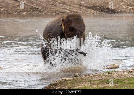 Un bébé éléphant est vu se baigner et s’amuser au Parc naturel des éléphants, un sanctuaire de sauvetage et de réhabilitation pour les animaux maltraités et exploités, à Chiang Mai, en Thaïlande. Sangduen 'Lek' Chailert connu comme le «Whisperer éléphant» de Thaïlande est né dans les montagnes du Nord de la Thaïlande et a grandi avec son grand-père chaman, un guérisseur traditionnel qui a aidé les malades et blessés au sein de sa communauté et les animaux. Là, elle a été témoin de l'horrible abus des éléphants qui ont été forcés de transporter des bûches dans la jungle. Elle a formé Save Elephant Foundation et Elephant nature Park le 250 A. Banque D'Images