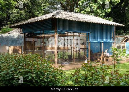 Chiang Mai, Thaïlande. 31 août 2023. Une vue de l'un des sanctuaires du Royaume des chats, au parc naturel des éléphants, un sanctuaire de sauvetage et de réhabilitation pour les animaux maltraités et exploités, à Chiang Mai, en Thaïlande. Sangduen ''Lek'' Chailert, connu sous le nom de 'Whisperer éléphant' de Thaïlande, est né dans les montagnes du Nord de la Thaïlande et a grandi avec son grand-père chaman, un guérisseur traditionnel qui a aidé les malades et blessés au sein de sa communauté et les animaux. Là, elle a été témoin de l'horrible abus des éléphants qui ont été forcés de transporter des bûches dans la jungle. Elle a formé Save Elephant Banque D'Images