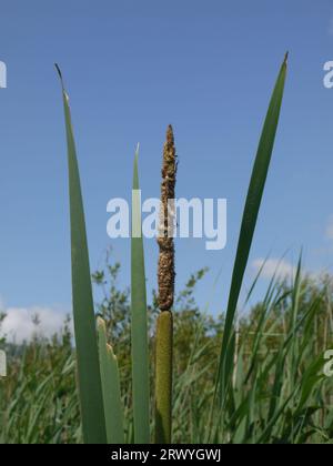 Derwenlas, Powys, Royaume-Uni - juin 22 2023 : un chattail à feuilles étroites (Typha angustifolia) dans la réserve naturelle de cors Dyfi. Banque D'Images