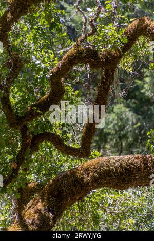 Les branches d'arbre d'un grand chêne ont beaucoup de mousse espagnole et de lichen qui poussent dessus. Les arborescences floues sont en arrière-plan. Banque D'Images