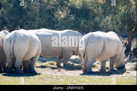Quelques rhinocéros blanc se nourrissant ensemble dans la zone de l'étape Banque D'Images