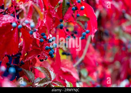 Automne coloré, Virginia Creeper, ampelopsis hederacea, automne coloré, jour d'automne pluvieux Banque D'Images