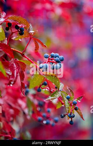 Automne coloré, Virginia Creeper, ampelopsis hederacea, automne coloré, jour d'automne pluvieux Banque D'Images