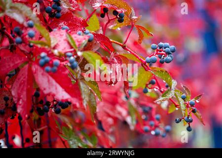 Automne coloré, Virginia Creeper, ampelopsis hederacea, automne coloré, jour d'automne pluvieux Banque D'Images