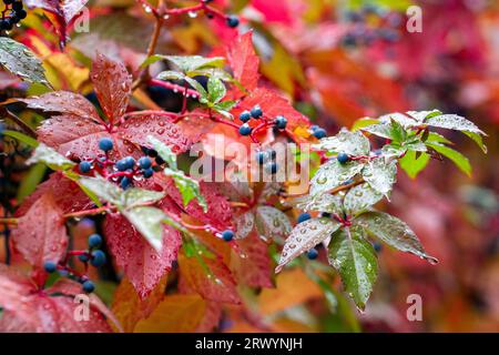 Automne coloré, Virginia Creeper, ampelopsis hederacea, automne coloré, jour d'automne pluvieux Banque D'Images