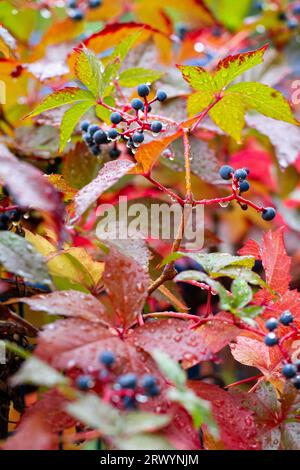 Automne coloré, Virginia Creeper, ampelopsis hederacea, automne coloré, jour d'automne pluvieux Banque D'Images