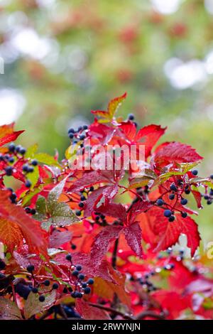 Automne coloré, Virginia Creeper, ampelopsis hederacea, automne coloré, jour d'automne pluvieux Banque D'Images