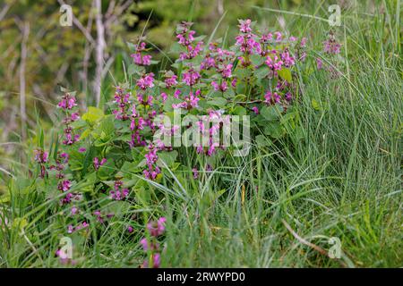 Spotted dead-nettle, repéré deadnettle (Lamium maculatum), la floraison, l'Allemagne, la Bavière Banque D'Images