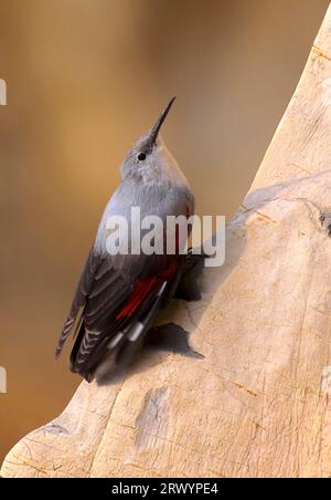 Wallcreeper (Tichodroma muraria), sur falaise, Italie, Toscane Banque D'Images