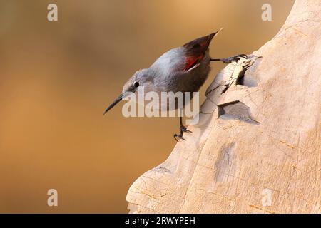 Wallcreeper (Tichodroma muraria), sur falaise, Italie, Toscane Banque D'Images