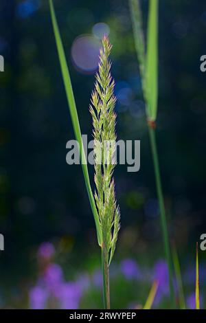 Bois petit roseau, plumthertop (Calamagrostis epigejos), inflorescence, Allemagne, Rhénanie du Nord-Westphalie Banque D'Images