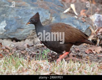 Gibier à plumes à pieds orange (Megapodius reinwardt), marchant dans la litière de feuilles, Australie, Queensland Banque D'Images