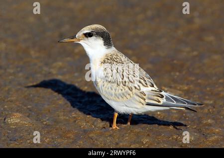 Petite sterne (Sterna albifrons, Sternula albifrons), première année sur la plage, France, Hyères Banque D'Images