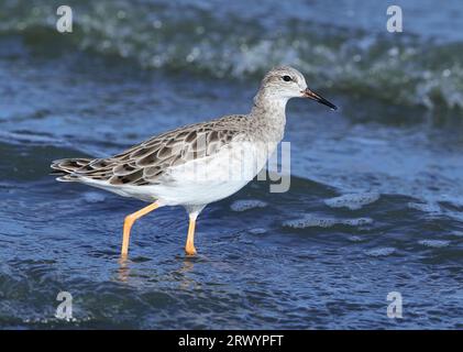 Ruff (Alidris pugnax, Philomachus pugnax, Calidris pugnax), sur la plage, France, Hyères Banque D'Images