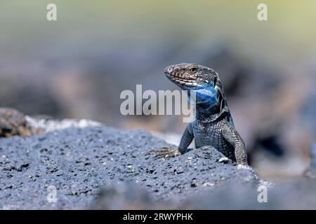 Lézard de la Palma (Gallotia galloti palmae), mâle bronzer sur pierres de lave, îles Canaries, la Palma Banque D'Images