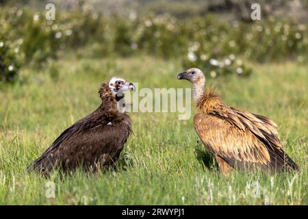 Vautour cinéreux (Aegypius monachus), adulte et juvénile dans un pré, Espagne, Estrémadure, Sierra de San Pedro Banque D'Images