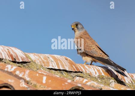 Petit kestrel (Falco naumanni), mâle assis sur un toit, Espagne, Estrémadure, Salorino Banque D'Images