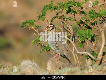 Chukar arabe (Alectoris melanocephala), assis sur une branche, Oman, Salalah Banque D'Images