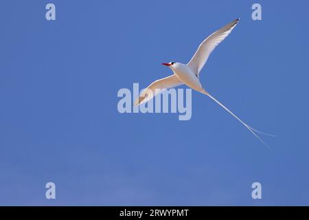 Oiseau tropique à bec rouge (Phaethon aethereus), en vol, îles Canaries, Fuerteventura, Caleta de Fustes Banque D'Images