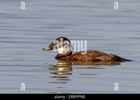 Canard à tête blanche (Oxyura leucocephala), baignade féminine, Espagne, Natur Park El Hondo Banque D'Images