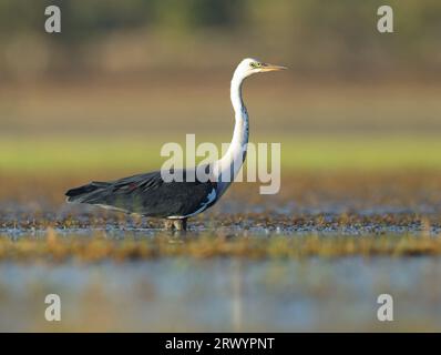 Héron à cou blanc (Ardea pacifica), pataugeant dans des eaux peu profondes dans une zone humide du lac Moondarra, Australie, Queensland, Mount ISA Banque D'Images