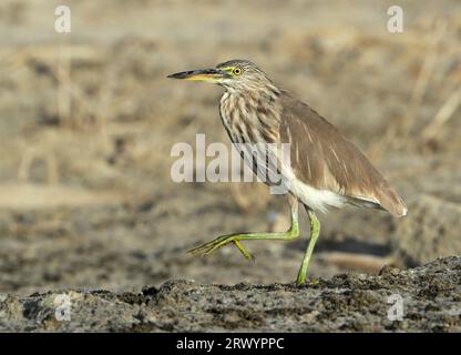 Héron d'étang indien (Ardeola grayii), marchant à la fin de l'automne à Seeb, Oman, Seebll Banque D'Images