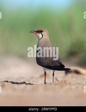 Collier pratincole (Glareola pratincola), debout sur le sol, France, Hyères Banque D'Images