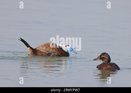 Canard à tête blanche (Oxyura leucocephala), mâle et femelle nageant, Espagne, Natur Park El Hondo Banque D'Images