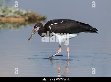 Cigogne d'Abdimi (Ciconia abdimii), en eau peu profonde, Oman, Salalah Banque D'Images