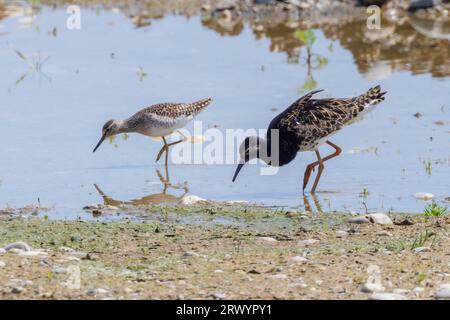 Ruff (Alidris pugnax, Philomachus pugnax, Calidris pugnax), mâle à l'eau, sabliers en bois en arrière-plan, Allemagne, Bavière, Erdinger Moos Banque D'Images