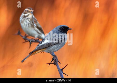 Gibraltar Black redstart (Phoenicurus ochruros gibraltariensis, Phoenicurus gibraltariensis), mâle sur une branche, femelle en arrière-plan., Italie, Banque D'Images