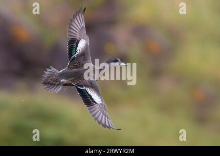 Wigeon américain (Anas americana, Mareca americana), juvénile en vol, Açores Banque D'Images