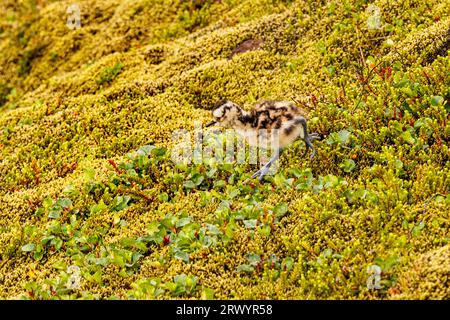 Islande whimbrel (Numenius phaeopus islandicus, Numenius islandicus), juvénile, Islande, Sudurland, Keri ? Banque D'Images