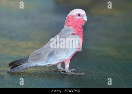 Galah (Eolophus roseicapilla, Cacatua roseicapilla), femelle assise sur le sol, Australie, Queensland, Mont ISA Banque D'Images