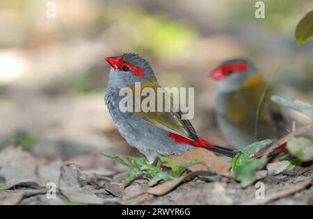 Bec de cire brun rouge, Australian Red-browed Firetail Finch (Aegintha temporalis, Neochmia temporalis), assis sur le sol, Australie, Queensland Banque D'Images