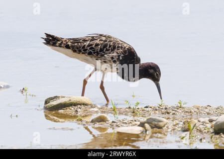 Ruff (Alidris pugnax, Philomachus pugnax, Calidris pugnax), mâle à l'eau, Allemagne, Bavière, Erdinger Moos Banque D'Images