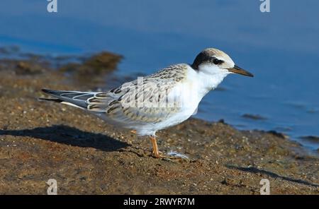 Petite sterne (Sterna albifrons, Sternula albifrons), première année sur la plage, France, Hyères Banque D'Images