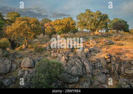 Chêne Holm, chêne Evergreen, chêne Holly, chêne Evergreen (Quercus ilex), chêne Holm dehesa dans la lumière du soir dans la Sierra de Andujar, Espagne, Los Escoriales Banque D'Images