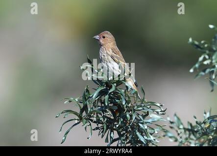 Rose-rose (Carpodacus erythrinus), premier hiver assis sur une branche, Mongolie Banque D'Images