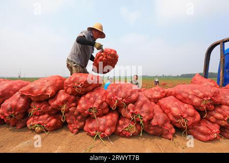 Comté de Luannan, Chine - 5 juillet 2023 : les agriculteurs récoltent des pommes de terre dans les champs. Banque D'Images