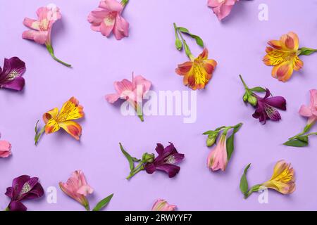 Composition de pose plate avec de belles fleurs d'alstroemeria sur fond violet Banque D'Images