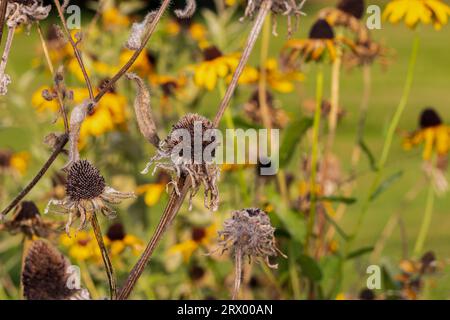 Black Eyed susan Wildflower morte et allant semer en automne. Soin des plantes, jardin de fleurs et concept d'élagage. Banque D'Images