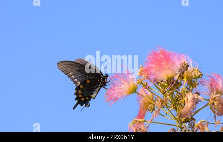 Papillon pipevin Swallowtail se nourrissant d'une fleur rose floue de Persian Silk Tree, contre un ciel bleu clair ; avec espace de copie sur le dessus et sur le côté Banque D'Images