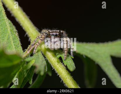 Belle sous-adulte Phidippus mystaceus sautant araignée sur une tige d'herbe à poux Banque D'Images